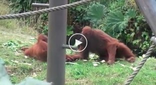 Маленький орангутанг пытается убежать от своей матери