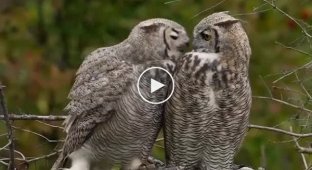 Meeting of two young Great Eagle Owls