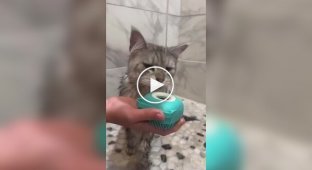 An obedient cat steadfastly endures water procedures