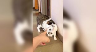 Cats that don't like being pointed at