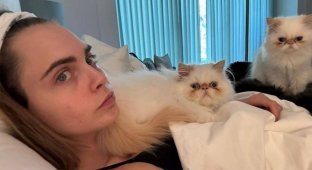 In the USA, the cats of model and actress Cara Delevingne were rescued from a fire (17 photos)