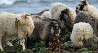 Овцы с острова Норт-Роналдсей: Для этих барашков любая трава ядовита. Они способны есть только водоросли (6 фото)