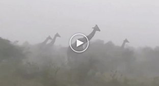 Sad fact about giraffes