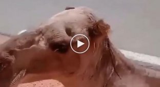 Мужчина спас верблюда от обезвоживания