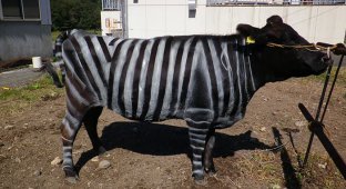 Scientists repainted cows as zebras and got an unexpected effect (4 photos)
