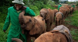 Осиротевшие слонята в Кении (19 фото)