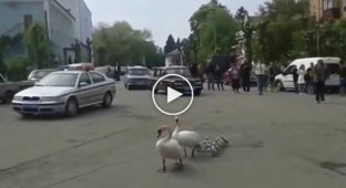 Лебеди переводят лебедят через дорогу. Тульчин