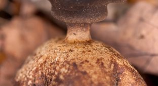 Самые необычные грибы мира (38 фото)