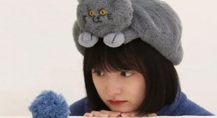 Wearing warmth: funny cat-shaped hats have become a hit on marketplaces (6 photos)