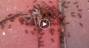 Командная работа муравьев во время транспортировки добычи
