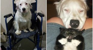 Слепой и глухой пес заботится о животных, которых спасает хозяйка (10 фото)