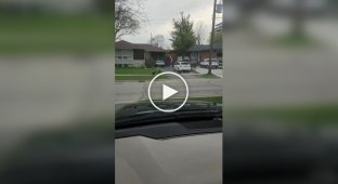 A funny ending to the conflict between a cat and a dog