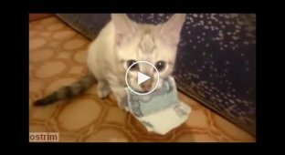 Жадный до денег котенок