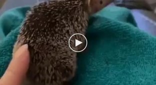 Attention, the hedgehog itches