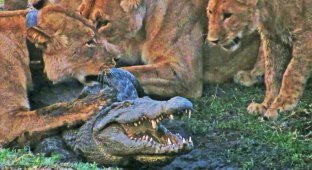 Львы решили напасть на крокодила (3 фото + 1 видео)