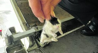 Хом'яки атакували літак на португальському острові Сан-Мігель (3 фото + відео)