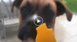 You think it's funny: the owner decided to play a trick on his dog
