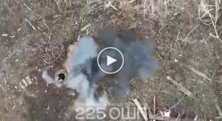 Взвод российских морпехов уничтожен на Белгородщине за 5 часов сбросами с дронов
