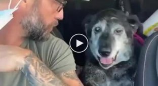 An old dog from a shelter found a family