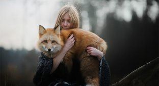 Як лисиця потоваришувала з фотографом (29 фото)