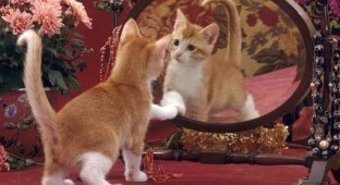 Почему кошки и собаки не узнают себя в зеркале? (7 фото)