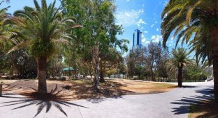 Парк с павлинами на Золотом Побережье Австралии (10 фото)