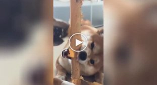 A table leg was to the taste of mischievous dogs