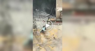 Страшніше кішки звіра немає