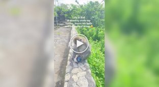 Обезьяна украла стакан с кофе и поплатилась за это