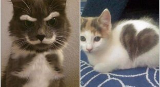 15 очаровательных кошек с уникальным окрасом (16 фото)