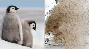 Emperor penguins may disappear due to melting ice (6 photos)