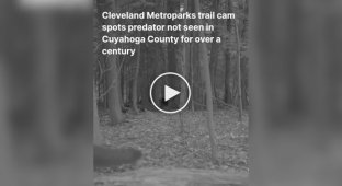 В США на видео попало животное, считавшееся истребленным в регионе