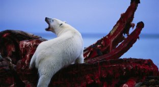Белые медведи: Неочевидные факты. Охотится на моржей при помощи камней, продолжает род с бурыми медведями и невидим в тепловизор (7 фото)