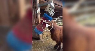 This machine makes cows happy