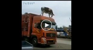 Отважная корова забралась на крышу грузовика