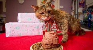 Poppy is the oldest cat in the world (7 photos)