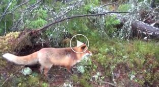 The dog accidentally met a wild fox. Something happened that no one could believe