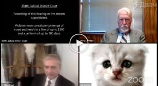 Заседание суда превратилось в видео с котиками из-за адвоката
