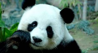 Гигантская панда (30 фото)
