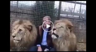 Директор зоопарка общается со львами по своему