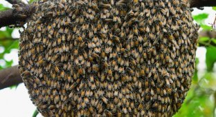 The queen takes her army to found a new hive: the most interesting time in the life of bees (8 photos)