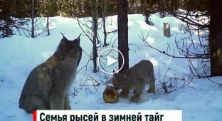 Wild lynxes can talk (watch with sound)