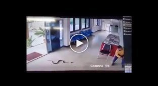 Змея напала на мужчину в зале ожидания тайского автовокзала