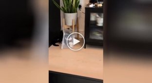 A cat stuck in a box