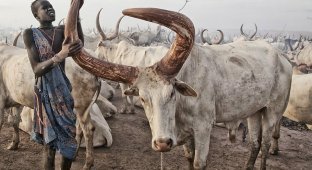 They burn manure and sleep with cows - the life of the Mundari tribe, where cattle are more valuable than a person (6 photos)