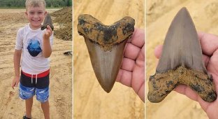 Юный палеонтолог нашел уникальный зуб доисторической акулы (6 фото)
