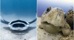 20+ подводных фото со всего мира, которые завораживают своей красотой (31 фото)