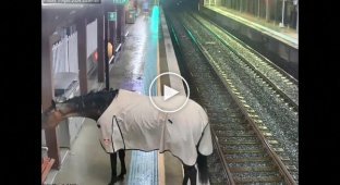 In Australia, a runaway horse arrived at a railway station