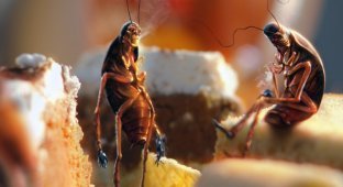 Куда делись тараканы: почему они исчезли и куда ушли? (8 фото)