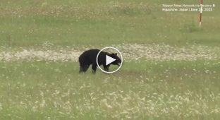 В Японии медведь парализовал работу аэропорта